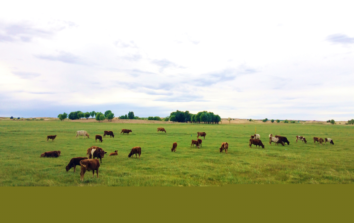 美翻了我的村第74期 | 內蒙古自治區烏審旗嘎魯圖鎮：文明新風撲面來大漠小鎮展新顏
